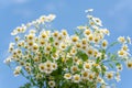 Closeup shot of a bunch of daisies on the background of the sky Royalty Free Stock Photo