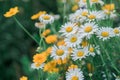 Closeup shot of a bunch of daisies in a green field Royalty Free Stock Photo