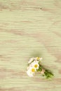 Closeup shot of a bunch of daisy flowers on a wooden surface