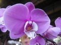 Closeup shot of a bunch of delicate beautiful phalaenopsis flowers in blossom