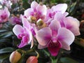 Closeup shot of a bunch of delicate beautiful pink phalaenopsis flowers in blossom