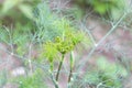 Closeup shot of a bunch of fresh dill with flowers in the garden Royalty Free Stock Photo