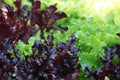 Closeup shot of a bunch of freshly harvested red and green lettuce in a farm