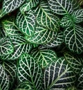 Closeup shot of a bunch of green leaves that has a white borders Royalty Free Stock Photo
