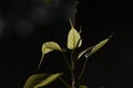 Closeup shot of a bunch of leaves on a black background