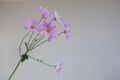 Closeup shot of a bunch of pink daisies on a white background Royalty Free Stock Photo