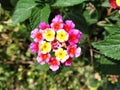 Closeup shot of a bunch of small colorful flowers