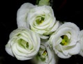 Closeup shot of a bunch of white lisianthus flowers on a black background Royalty Free Stock Photo