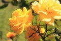 Yellow roses in Victoria, Australia Royalty Free Stock Photo