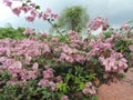 Closeup shot of bunches of pink bougainvillea in Botanic Gardens, Singapore
