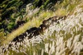 Closeup shot of bunchgrass growing on a hill