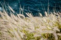 Closeup shot of bunchgrass growing on the shore