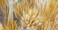 Closeup shot of a bundle of dried wheat plant