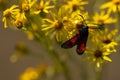 Closeup shot of a burnet moth (Zygaenidae) on a yellow flower