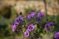 Closeup shot of a bush of purple New England aster flowers on a blurred background Royalty Free Stock Photo