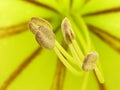 Closeup shot of Butter Cup, Gold Cup