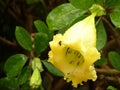 Closeup shot of Butter Cup, Gold Cup