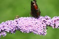 Closeup shot of a butterfly and a bee sanding on the pink Summer lilac flower. Royalty Free Stock Photo