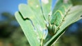 Closeup shot of a butterfly caterpillar on a green leaf with blured background Royalty Free Stock Photo