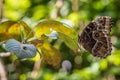 Closeup shot of a butterfly on a green leaf captured in Miami Royalty Free Stock Photo