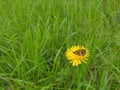 A closeup shot of a butterfly sitting on a yellow flower