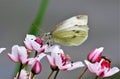 Closeup shot of a butterfly with white wings standing on a flower Royalty Free Stock Photo