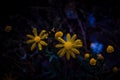 Closeup shot of butterweed flowers in the dark - Packera glabella