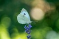 Closeup shot of a cabbage white butterfly on blooming english lavender flowers Royalty Free Stock Photo