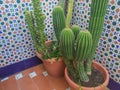 Closeup shot of cacti in brown pots at home