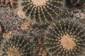 Closeup shot of cacti plants in a desert