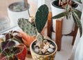 Closeup shot of a cactus plant indoors Royalty Free Stock Photo