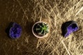 Closeup shot of a cactus potplant near purple decor rocks on a golden table Royalty Free Stock Photo