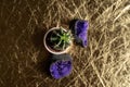 Closeup shot of a cactus potplant near purple decor rocks on a golden table Royalty Free Stock Photo