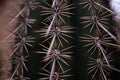 Closeup shot of cactus sharp needles
