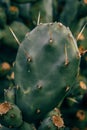 Closeup shot of the cactus with the sharp spikes Royalty Free Stock Photo
