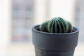 Closeup shot of cactus in a white pot with a blurred background Royalty Free Stock Photo