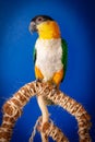 Closeup shot of a Caique bird on a branch with a blue background Royalty Free Stock Photo