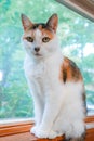 Closeup shot of a Calico white cat with orange and black spots, sitting in the window