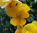Closeup shot of California golden violet flowers in a garden