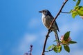 Closeup shot of a California scrub jay bird sitting on a branch with flowers Royalty Free Stock Photo