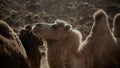 Closeup shot of a camel in the desert Royalty Free Stock Photo