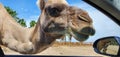 Closeup shot of a camel leaning on the window of a car Royalty Free Stock Photo