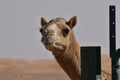 Closeup shot of camel& x27;s head.A view from Abu Dhabi desert Royalty Free Stock Photo