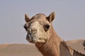 Closeup shot of camel& x27;s head.A view from Abu Dhabi desert Royalty Free Stock Photo