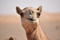 Closeup shot of camel& x27;s head.A view from Abu Dhabi desert
