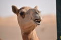 Closeup shot of camel& x27;s head.A view from Abu Dhabi desert Royalty Free Stock Photo