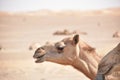 Closeup shot of camel& x27;s head.A view from Abu Dhabi desert Royalty Free Stock Photo