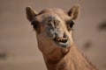 Closeup shot of camel& x27;s head.A view from Abu Dhabi desert Royalty Free Stock Photo