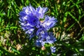 Closeup shot of a Campanula cervicaria in a forest during the day Royalty Free Stock Photo