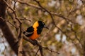 Closeup shot of a Campo troupial bird with yellow and black plumage perched on a branch in a park